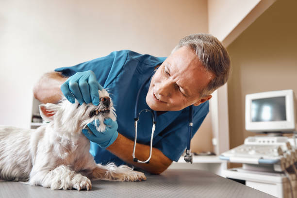 Best Emergency TMJ Treatment in Running Springs, CA